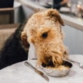 Pet-Friendly Cafes in London: Enjoy a Coffee with Your Furry Friend