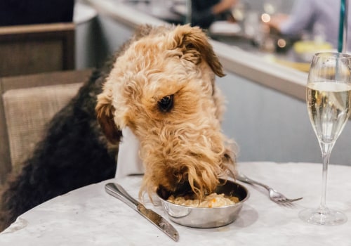 Pet-Friendly Cafes in London: Enjoy a Coffee with Your Furry Friend